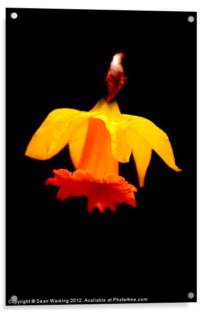 The last daffodil Acrylic by Sean Wareing