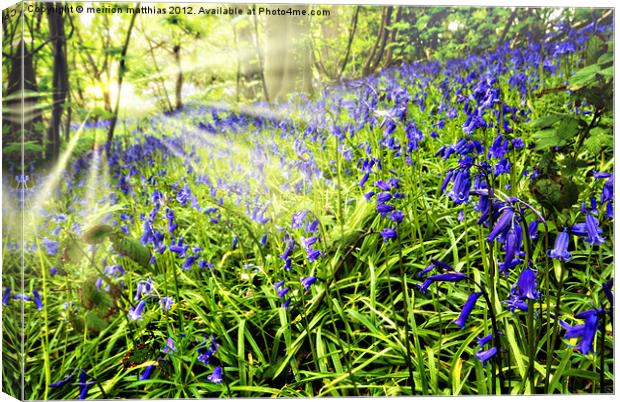 misty sunrise in the bluebells Canvas Print by meirion matthias