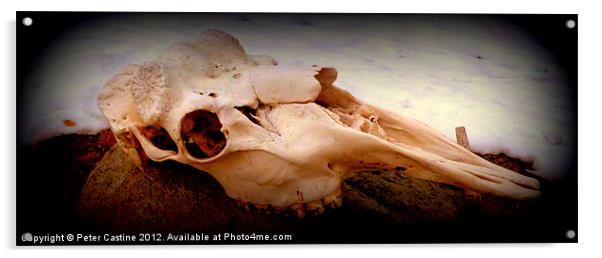 Moose Skull Acrylic by Peter Castine
