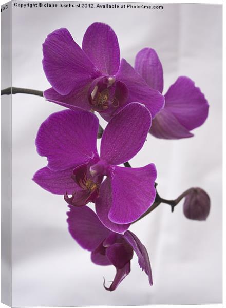 Pink Orchids Canvas Print by claire lukehurst