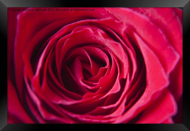 Red Red Rose Framed Print by claire lukehurst