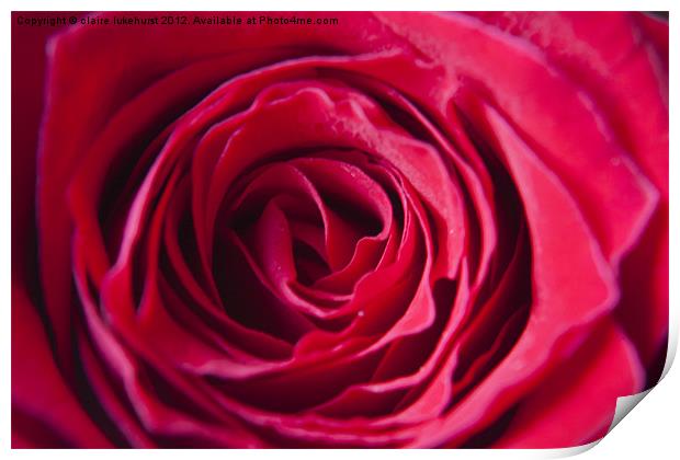 Red Red Rose Print by claire lukehurst