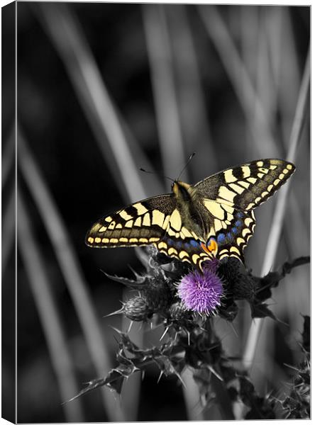 SWALLOWTAIL BUTTERFLY Canvas Print by Anthony R Dudley (LRPS)