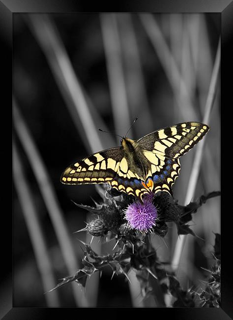 SWALLOWTAIL BUTTERFLY Framed Print by Anthony R Dudley (LRPS)