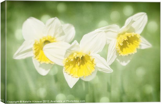 Enchanted Spring Daffodils Canvas Print by Natalie Kinnear