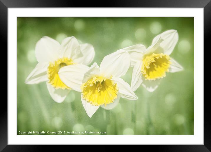 Enchanted Spring Daffodils Framed Mounted Print by Natalie Kinnear