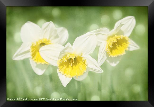Enchanted Spring Daffodils Framed Print by Natalie Kinnear