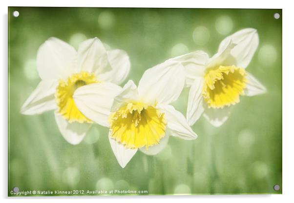 Enchanted Spring Daffodils Acrylic by Natalie Kinnear