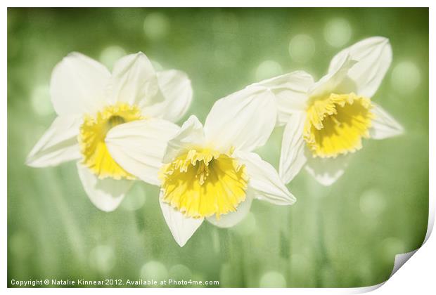 Enchanted Spring Daffodils Print by Natalie Kinnear