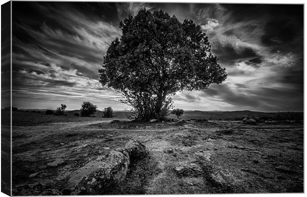 Tree against the sky. Canvas Print by Sean Needham