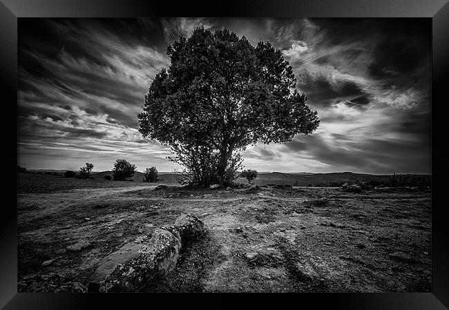 Tree against the sky. Framed Print by Sean Needham
