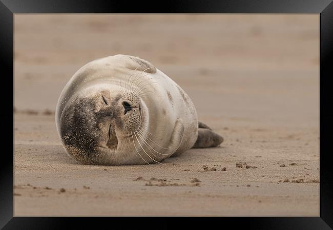 Forty Winks Framed Print by Natures' Canvas: Wall Art  & Prints by Andy Astbury