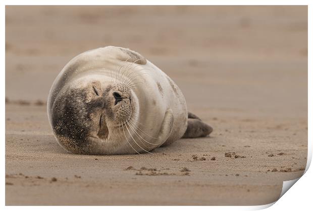 Forty Winks Print by Natures' Canvas: Wall Art  & Prints by Andy Astbury