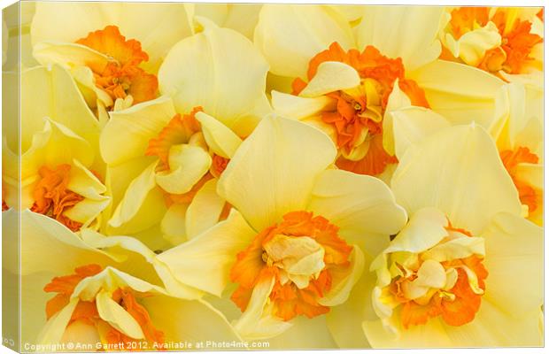 A Host of Golden Daffodils Canvas Print by Ann Garrett