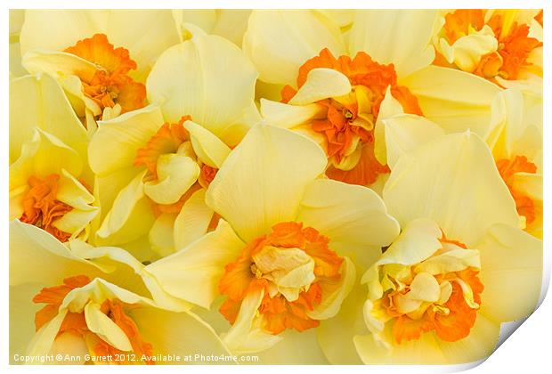 A Host of Golden Daffodils Print by Ann Garrett
