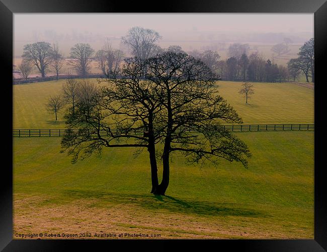 Tree in green field Framed Print by Robert Gipson
