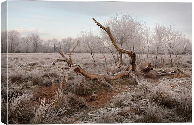 Fallen tree in hoar frost Canvas Print by Andy Stafford