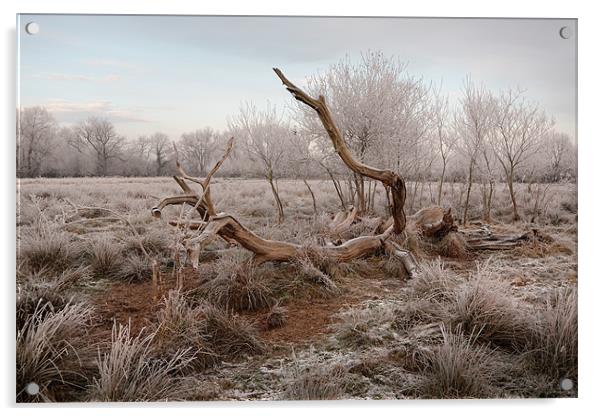 Fallen tree in hoar frost Acrylic by Andy Stafford