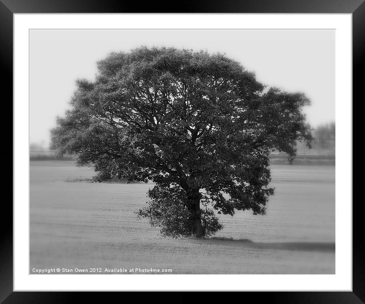 Lone Tree Framed Mounted Print by Stan Owen