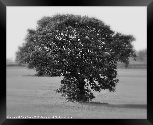 Lone Tree Framed Print by Stan Owen