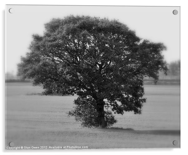 Lone Tree Acrylic by Stan Owen