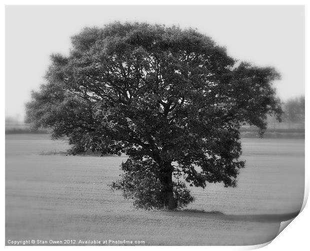 Lone Tree Print by Stan Owen