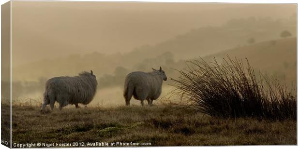 Beacons sheep Canvas Print by Creative Photography Wales