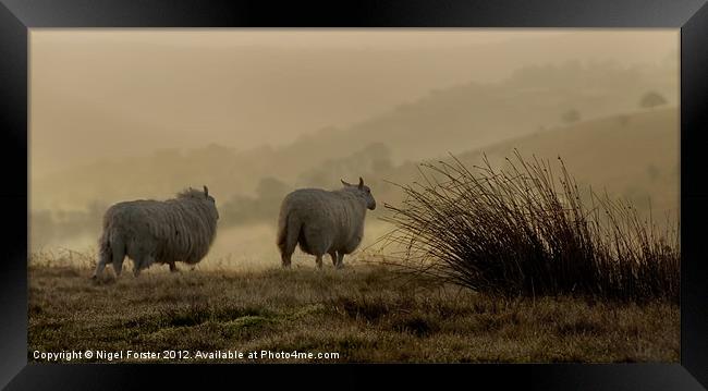 Beacons sheep Framed Print by Creative Photography Wales