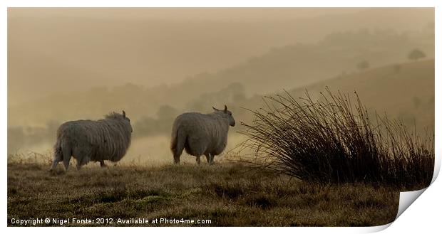 Beacons sheep Print by Creative Photography Wales