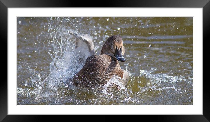The Front Crawl Framed Mounted Print by Simon Wrigglesworth
