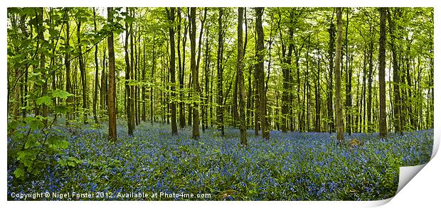 Lanbedr Bluebell wood Print by Creative Photography Wales