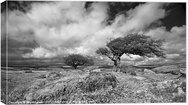 Wild tree on Dartmoor Canvas Print by Creative Photography Wales
