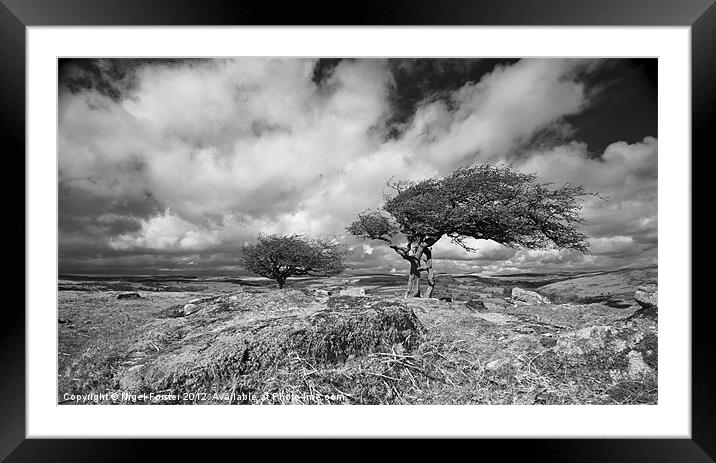 Wild tree on Dartmoor Framed Mounted Print by Creative Photography Wales