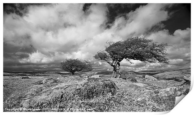 Wild tree on Dartmoor Print by Creative Photography Wales