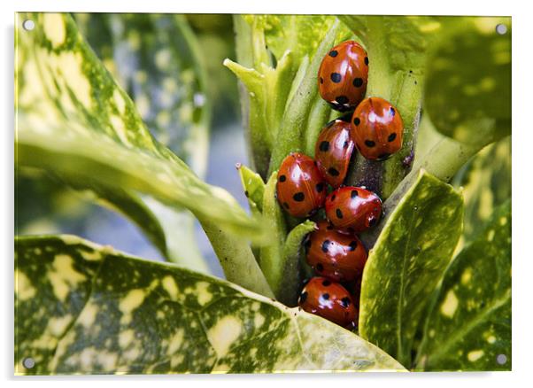 Ladybirds Acrylic by Paul Macro