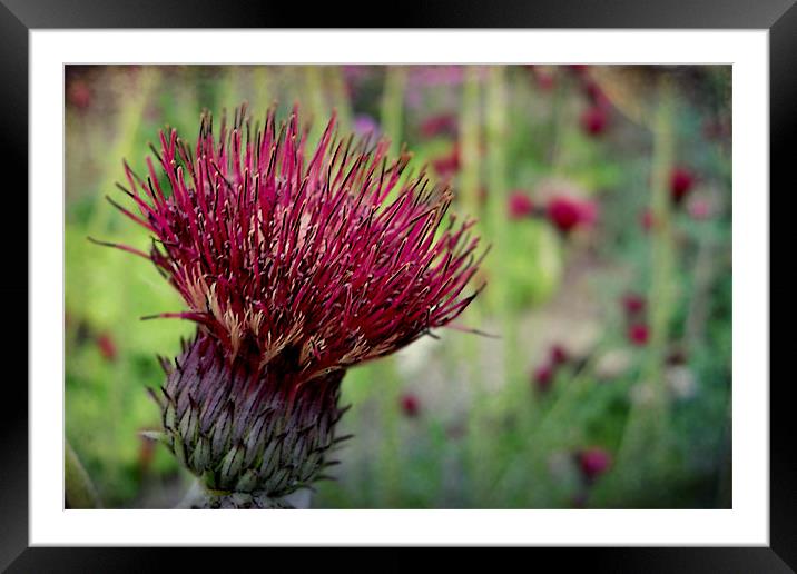 thistle Framed Mounted Print by Heather Newton