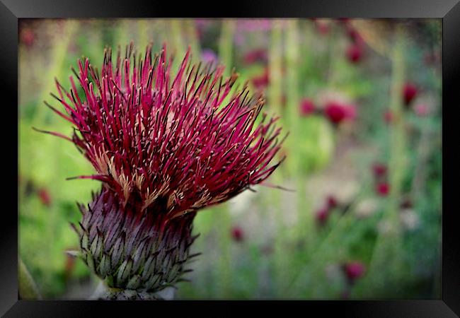 thistle Framed Print by Heather Newton