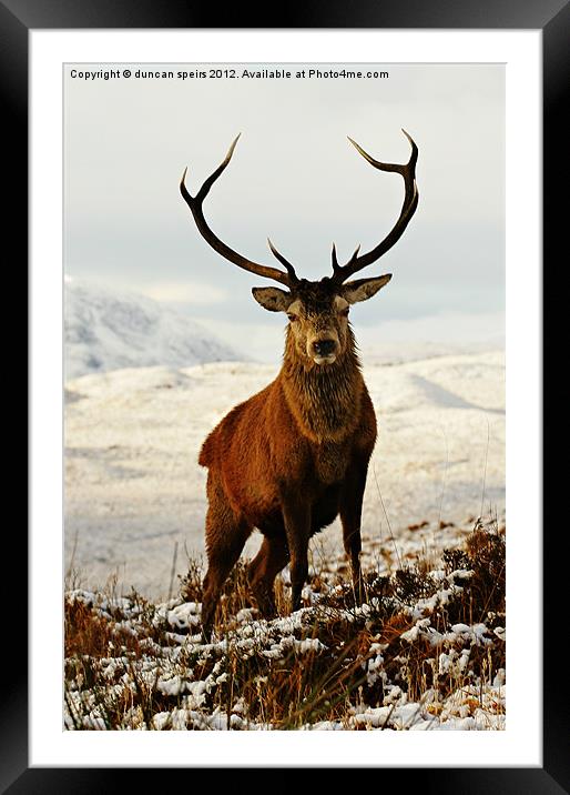 Monarch Framed Mounted Print by duncan speirs