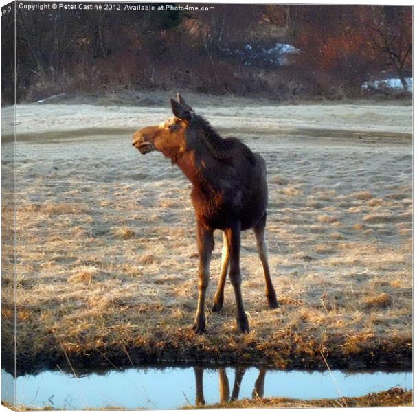 young yearling cow moose Canvas Print by Peter Castine
