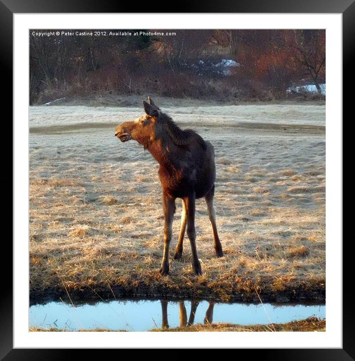 young yearling cow moose Framed Mounted Print by Peter Castine