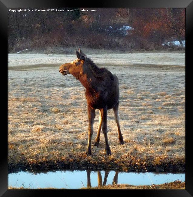 young yearling cow moose Framed Print by Peter Castine