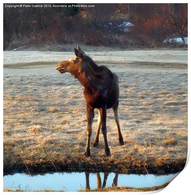 young yearling cow moose Print by Peter Castine