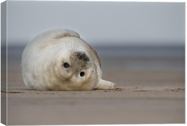 Life's A Beach Canvas Print by Natures' Canvas: Wall Art  & Prints by Andy Astbury