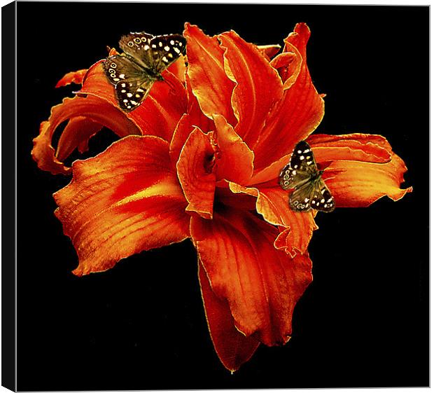 Orange Flower Canvas Print by Derek Vines
