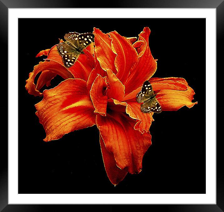 Orange Flower Framed Mounted Print by Derek Vines