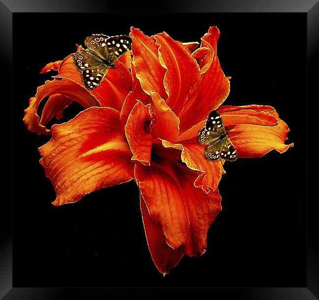 Orange Flower Framed Print by Derek Vines