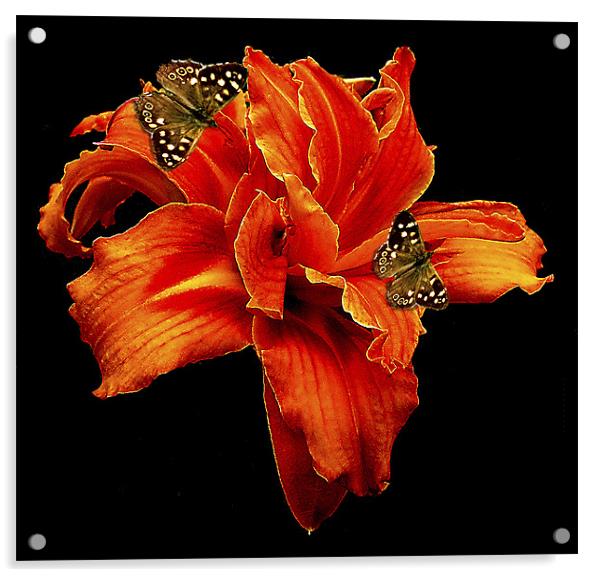 Orange Flower Acrylic by Derek Vines