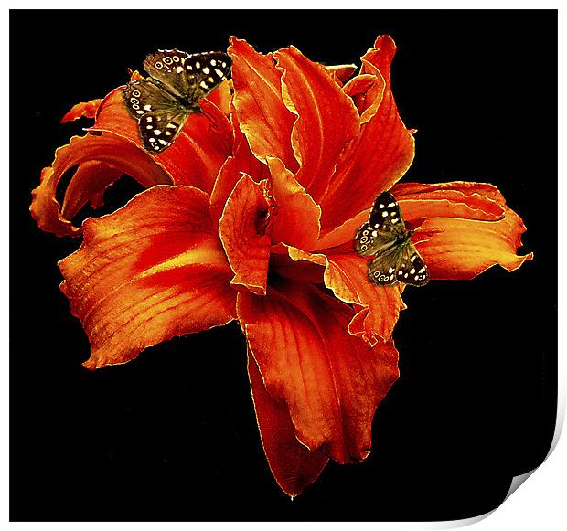 Orange Flower Print by Derek Vines