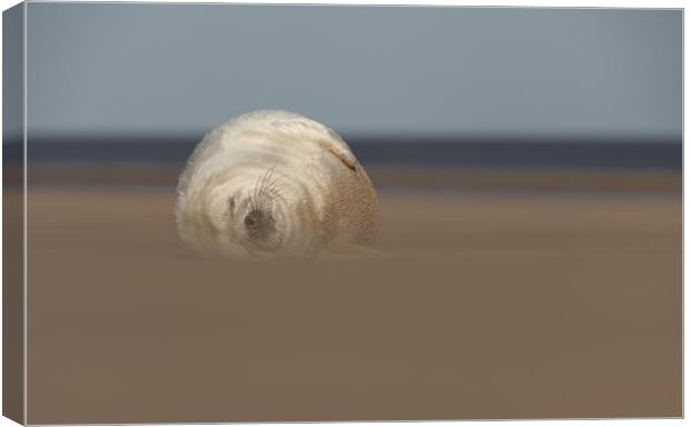 Sun,Sea and Sand Canvas Print by Natures' Canvas: Wall Art  & Prints by Andy Astbury