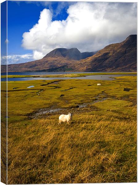 Posing Sheep Loch Torridon Canvas Print by Jacqi Elmslie